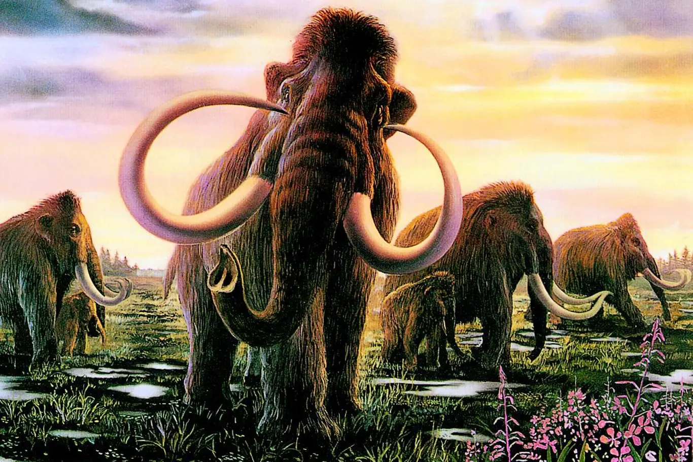 Ilustrace stáda vlnatých mamutů procházejících travnatou krajinou.