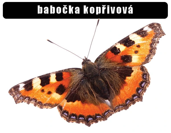 Malá kopřivová motýlka na bílém pozadí