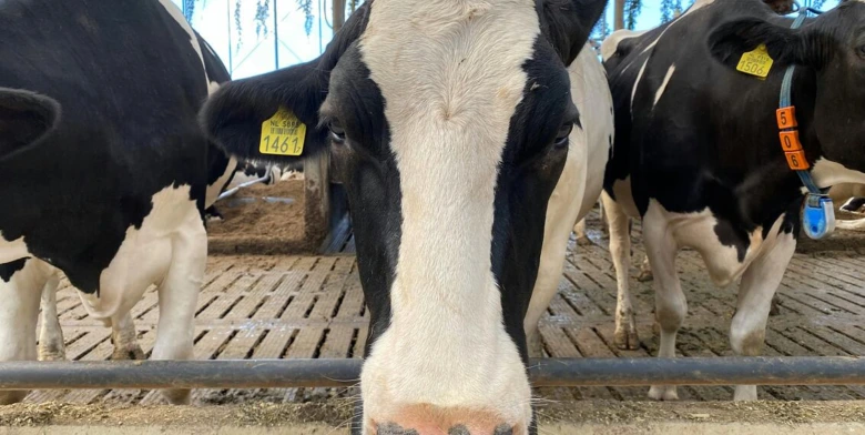 Černobílá dojnice v chovu na farmě s viditelnými ušními štítky.