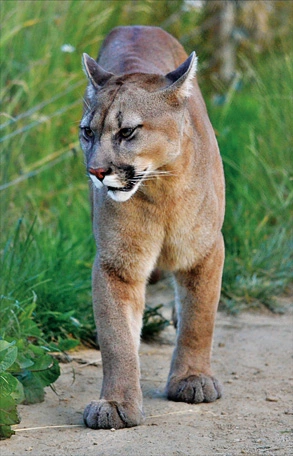Americká puma chodí po zemi v přírodě mezi trávou.