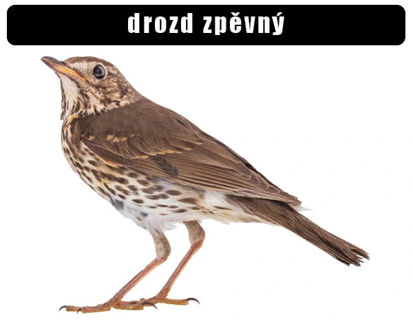 Fotografie zpěvného drozda na bílém pozadí.