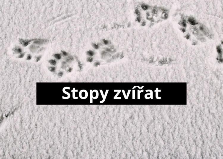 Stopa zvěře v sněhu s viditelnými otisky tlapky.