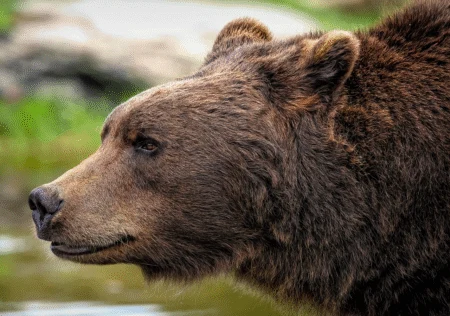 Profil hlavy hnědého medvěda v přírodě s rozostřeným pozadím.