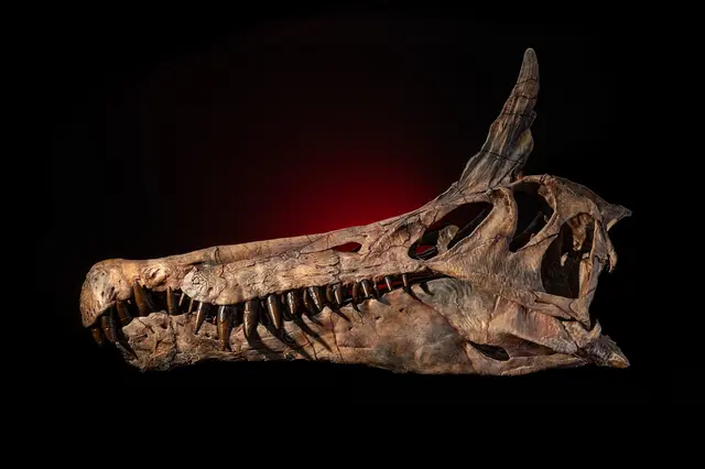 Skřetopisaurie, lebka dinosaura v muzeu na černém pozadí.