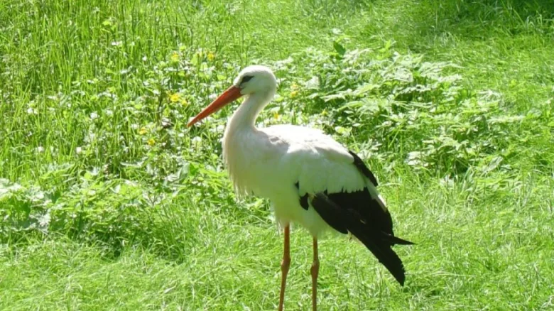 White stork in grass