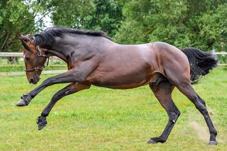 Running horse in motion