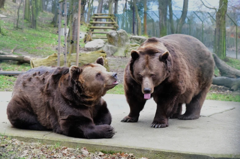 Dva hnědí medvědi v zoo Berouna se navzájem podívali.