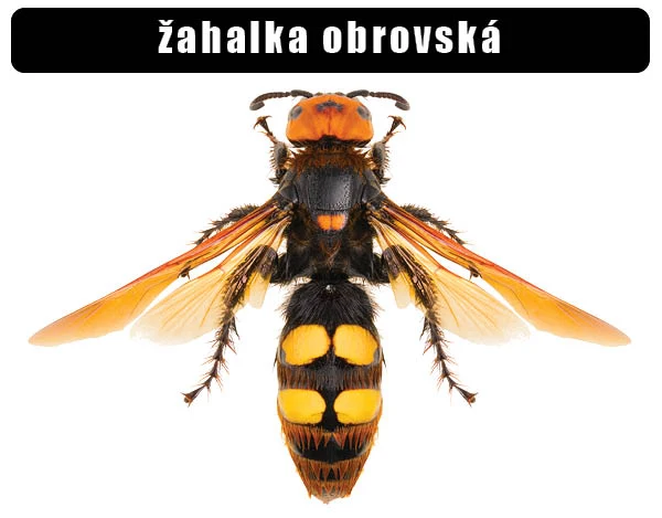 Fotografie žahalky obrovské s oranžovou hlavou a žlutými skvrnami na zadečku.