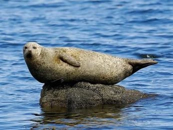 Seal on rock in water