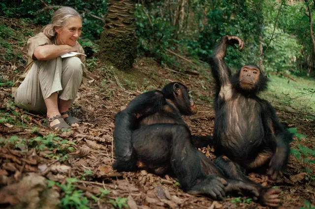 Jane Goodallová sedí v lese s dvěma šimpanzi.