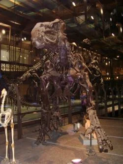 Velký kostní model dinosaura v muzeu.