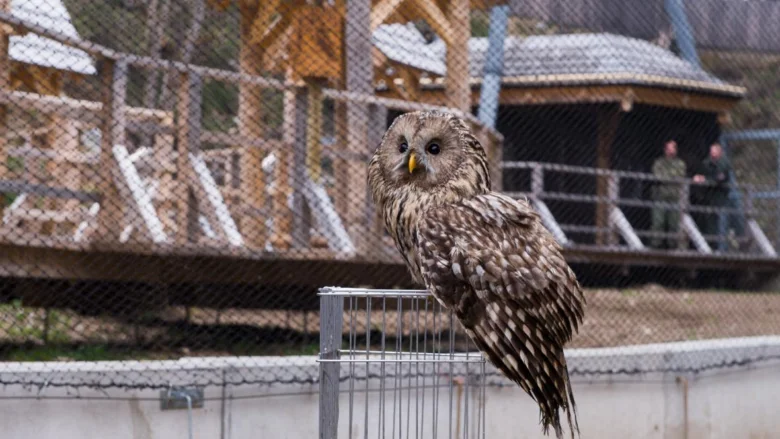 Owl on cage top