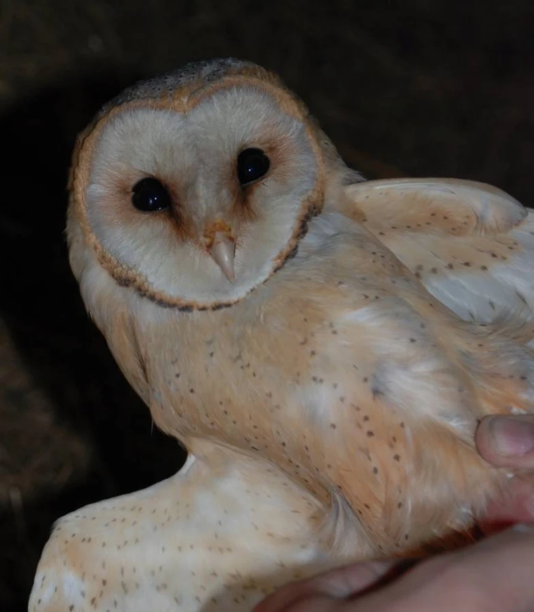 Sova pálená držená v rukou s tmavým pozadím.