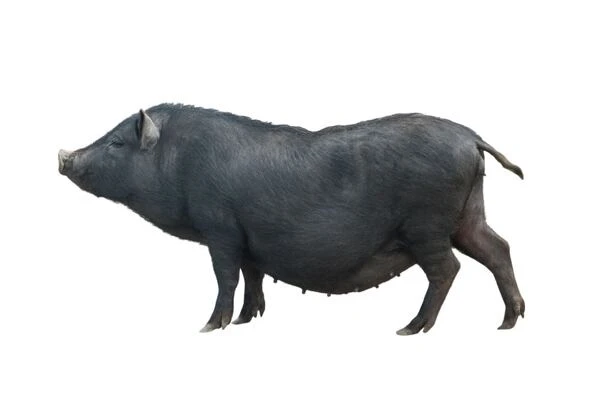 Černé prasátko plemene Duroc na bílém pozadí.