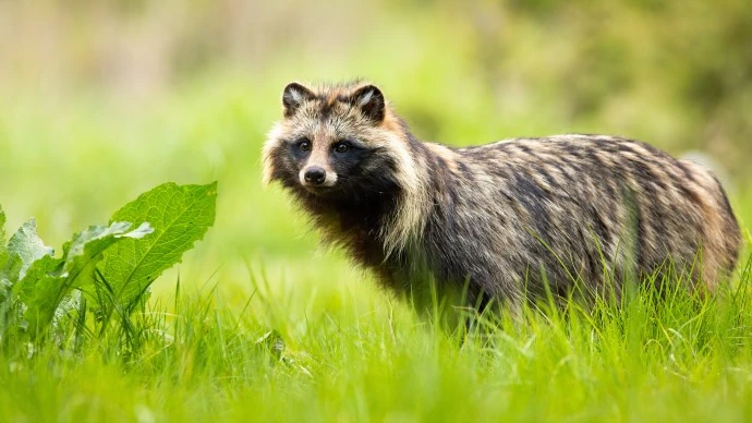 Raccoon dog in grass