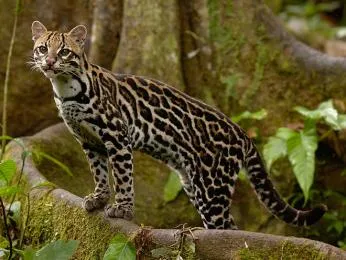Ocelot stojí na kořenu stromu v džungli.