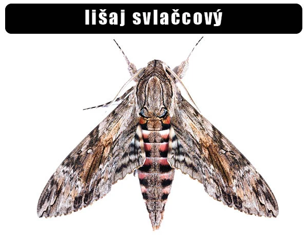 Detailní fotografie lišaje svlačcového s roztaženými křídly.