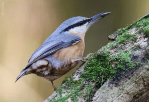 Garden nuthatch bird