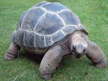 Afrikanští sloní želva chodící po zelené trávě.