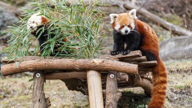 Dvě červená panda jedí bambus v přírodním prostředí.