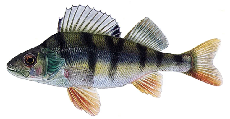 Ilustrace evropského okouna s typickými pruhy na těle.