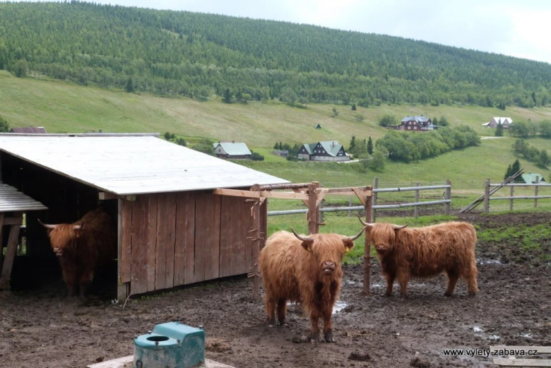 Tři skotové highland stojí na blátě u stodoly s kopcem v pozadí.