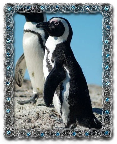 African penguin standing on rocks with another in background