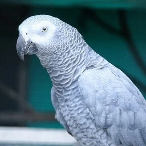 Afrikanští šedí papoušci v zoo s detailním pohledem na peří.