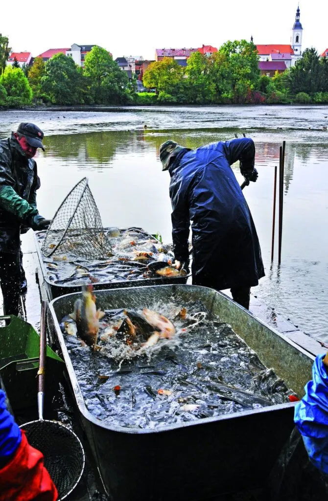 Common carp fishing scene