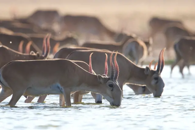 Tatar gazelles drinking water