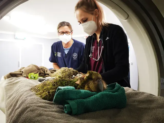 Kakapo papoušek soví v tomografu při veterinárním vyšetření.