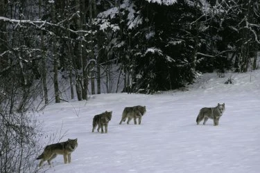 Čtyři vlci kráčejí po sněhu v zimním lese.