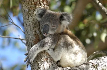 Sleeping koala in tree