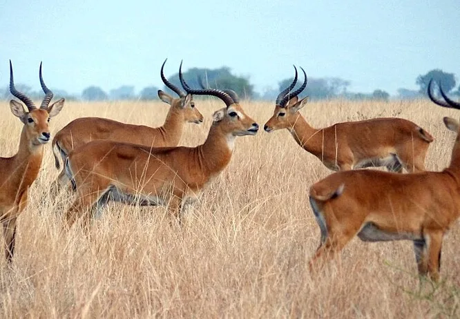 Stádoantilop v suché trávě na africké savaně.