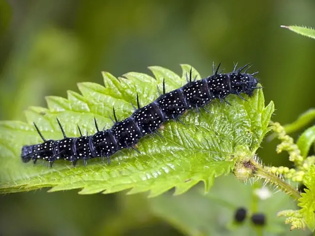 Černý motýlí larva s bílými tečkami na kopřivovém listu.