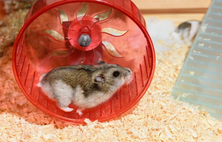 Křeček běží v červeném kole na dřevěné podlaze.