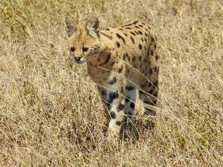 Serval cat walking in grass
