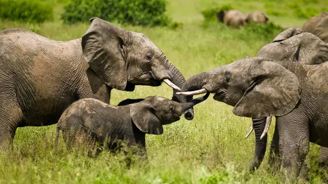 Skupina afrických slonů včetně mláděte v zelené trávě.