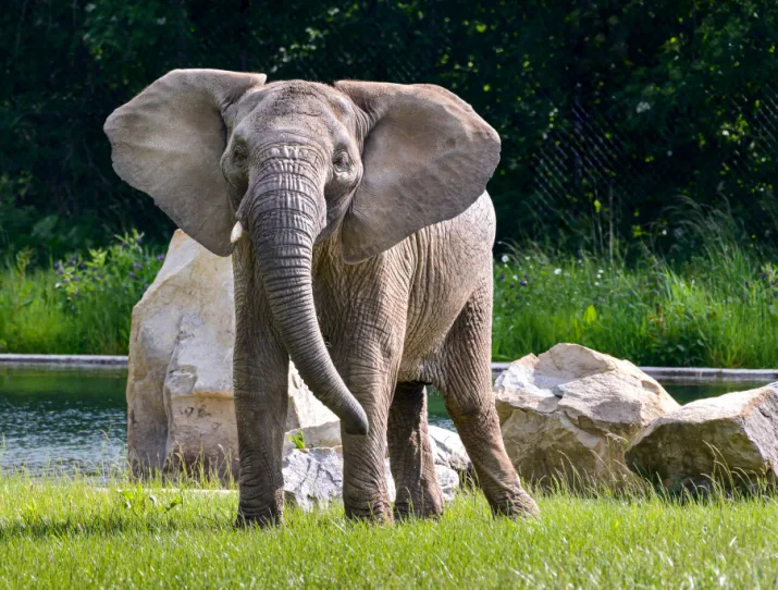 Afrikan slon stojí na trávníku v zoo.