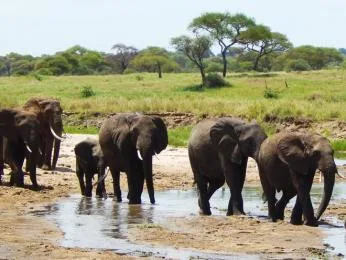 Stádo afrických slonů u vodní nádrže v krajině.