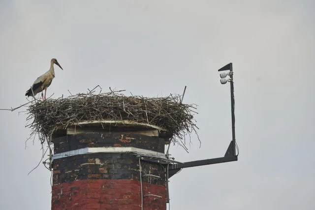 Stork on nest chimney