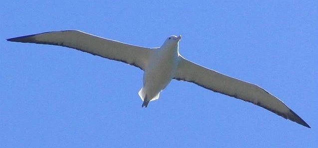 Bílý albatros letí s roztaženými křídly pod modrou oblohou.