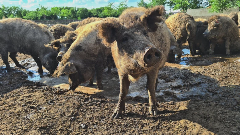 Skupina prasat mangalic v blate na farme