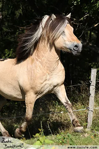 Fjordský kůň plemeno běžící na travnatém pozadí.