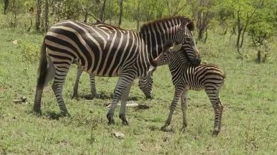 Skupina zebřic včetně mláděte v zelené africké krajině.