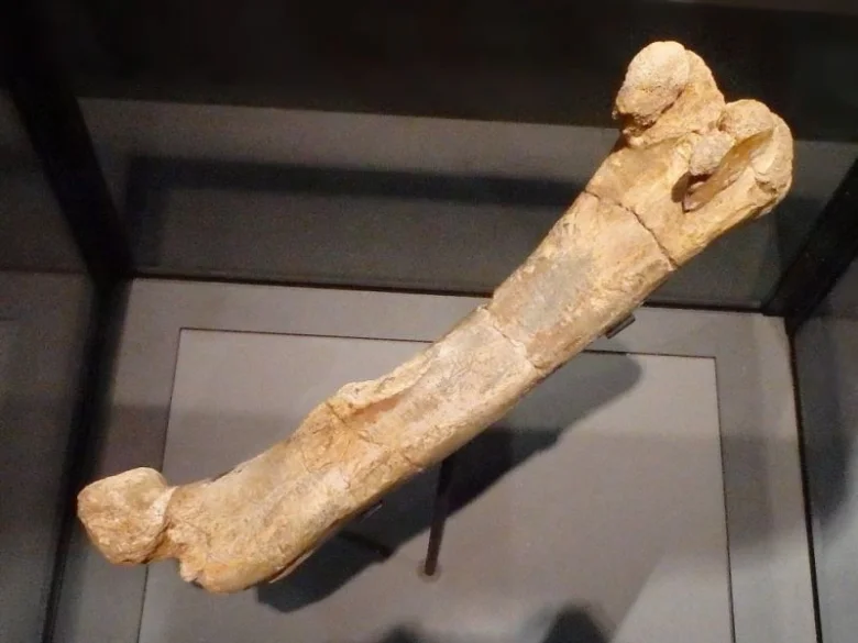 Fosilní stehenní kost dinosaura z českého naleziště.