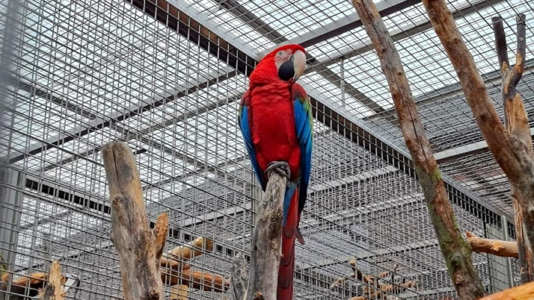 Macaw in aviary cage