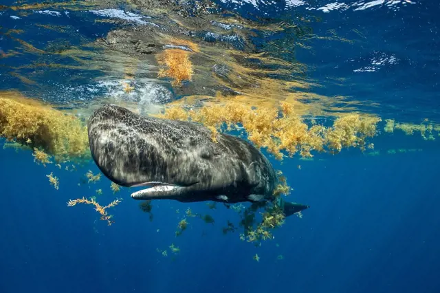 Velryba plaví mezi řasami v oceánu.