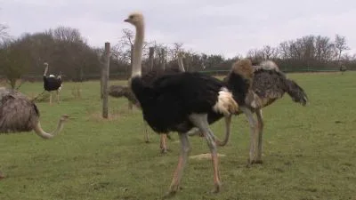 Tmavý tchoř stojí na trávníku s dalšími ptáky v pozadí.