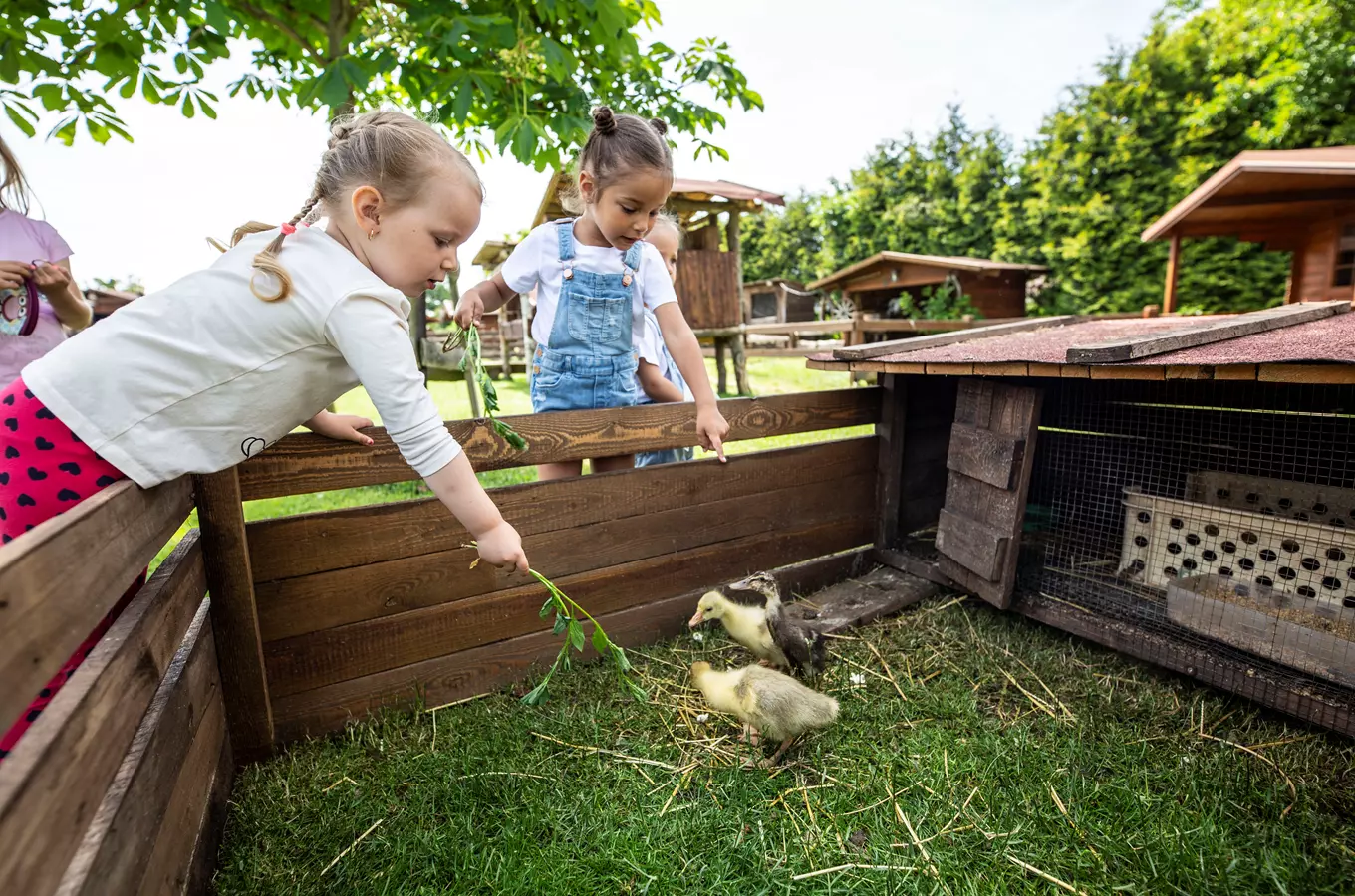 Děti krmení mláďata kachen v areálu zoologické zahrady.